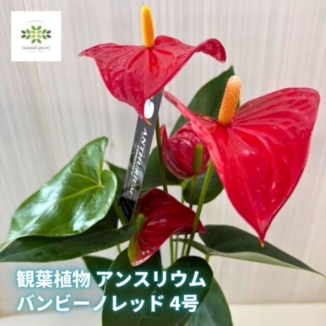 観葉植物アンスリウムバンビーノレッド
