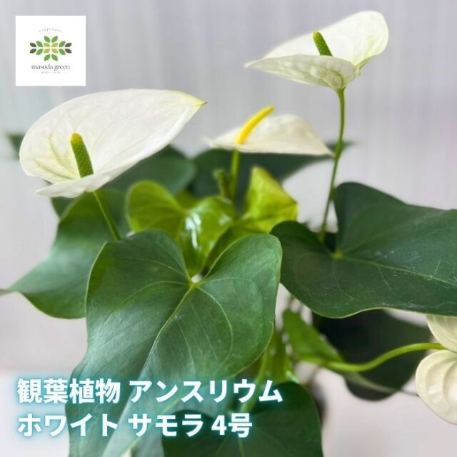 観葉植物アンスリウムホワイトサモラ