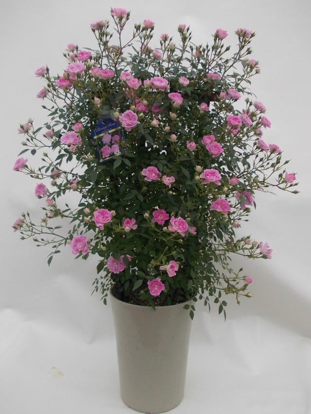 母の日フラワーギフト つるバラ鉢植え フェンス仕立て５号