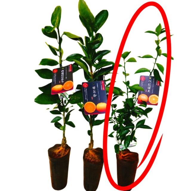 みかん苗木べにばえ