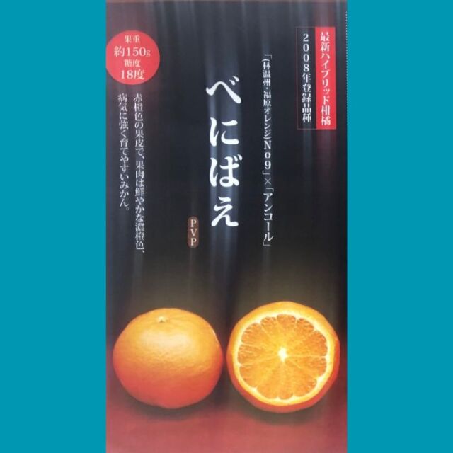 みかん 苗木 べにばえ