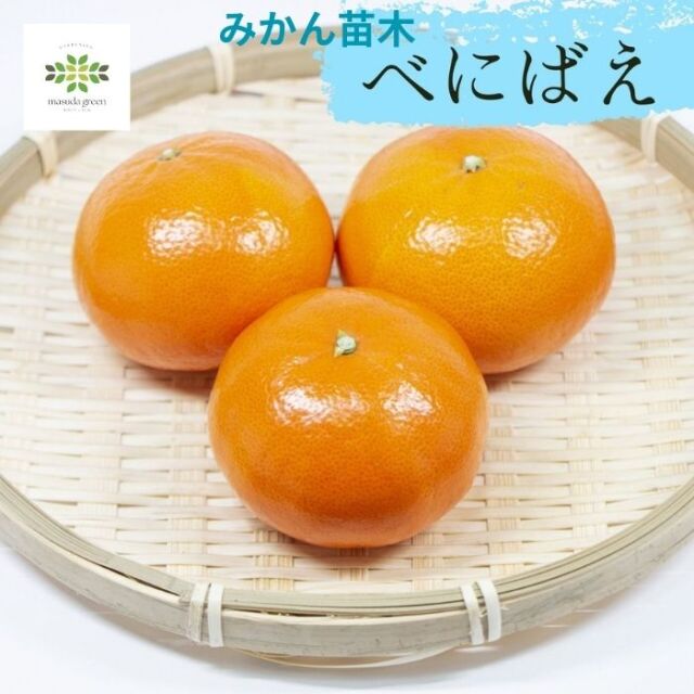 みかん苗木べにばえ