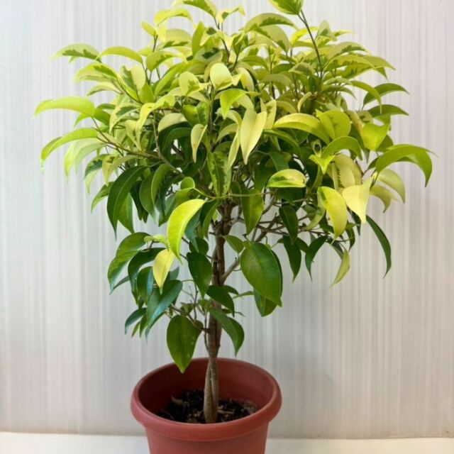 観葉植物斑入りベンジャミン