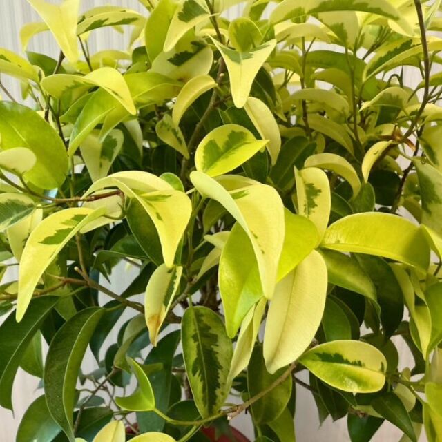 観葉植物斑入りベンジャミン