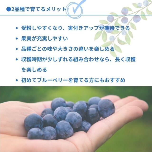 ブルーベリー苗木 同系統2品種セット ラビットアイ系 ハイブッシュ系 5