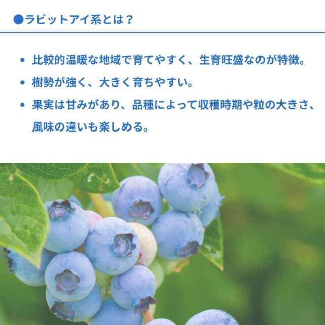ブルーベリー苗木同系統2品種セット