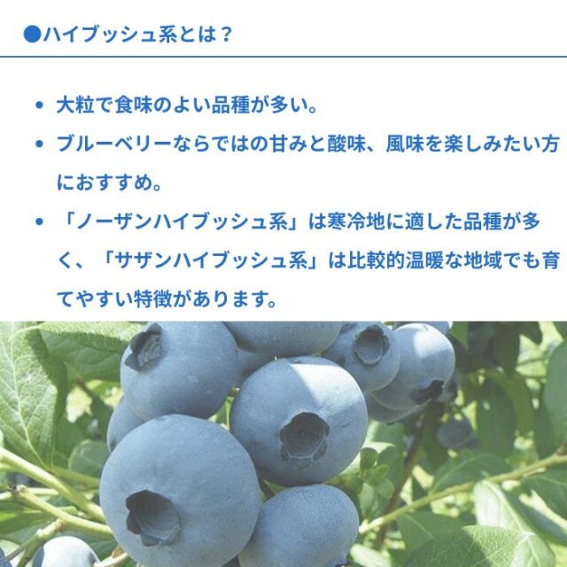 ブルーベリー苗木同系統2品種セット
