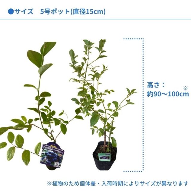 ブルーベリー苗木同系統2品種セット