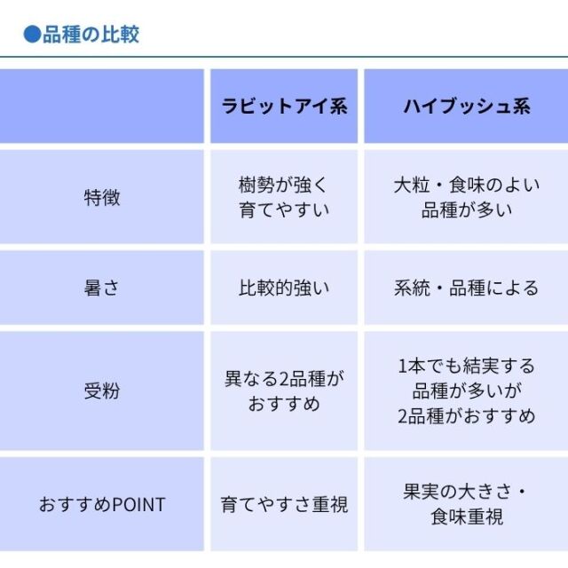 ブルーベリー苗木同系統2品種セット