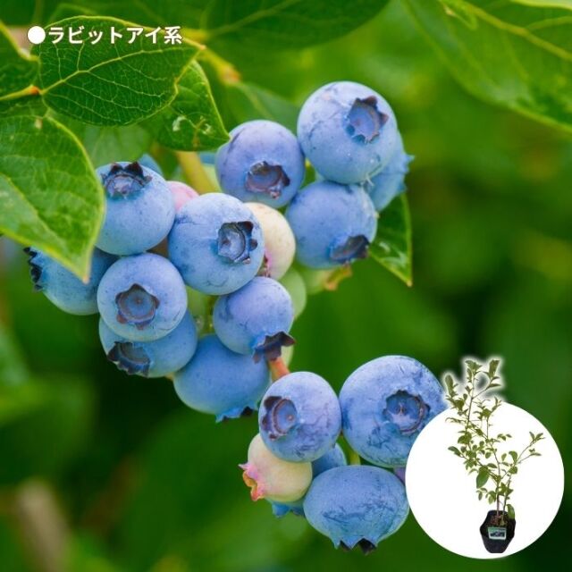 ブルーベリー苗木同系統2品種セット