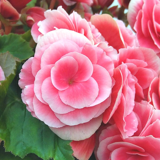 ボリアスイメージ