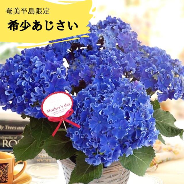 アジサイ 鉢植え カーリースパークル ブルー
