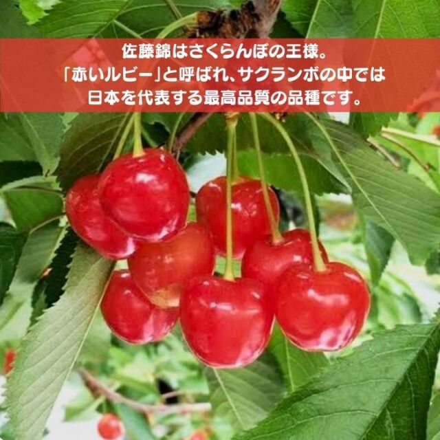 さくらんぼ苗木佐藤錦