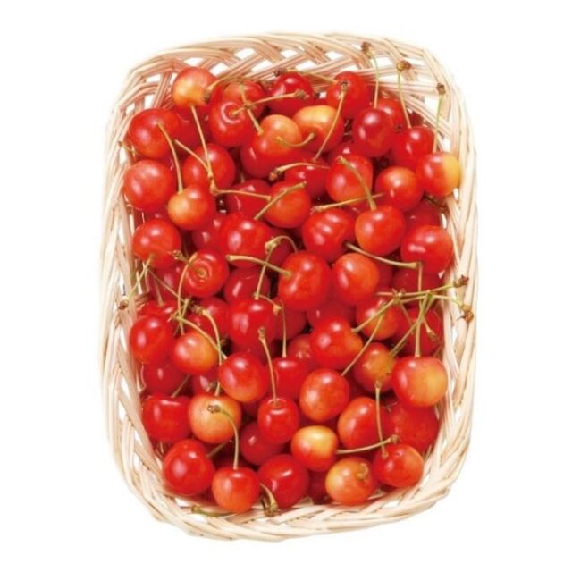 さくらんぼ苗木佐藤錦