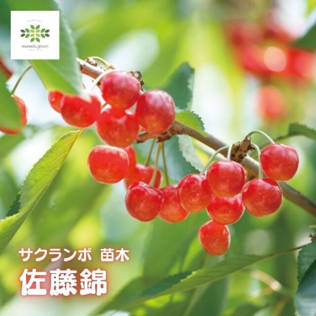 さくらんぼ苗木佐藤錦
