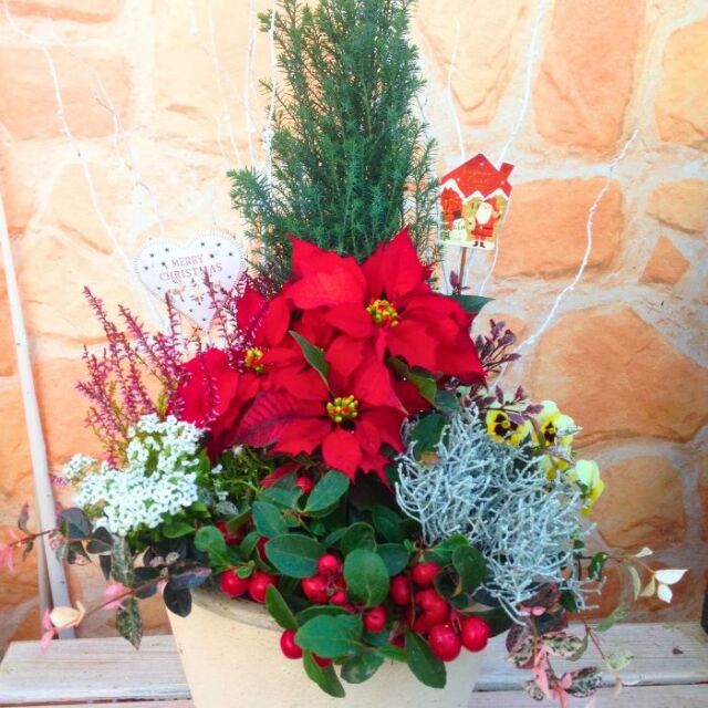 クリスマスポインセチア寄せ植え