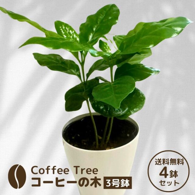 コーヒーの木3号鉢4鉢セット