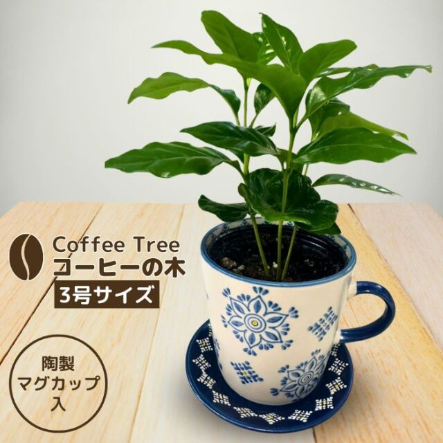 コーヒーの木3号サイズ陶製マグカップ入り