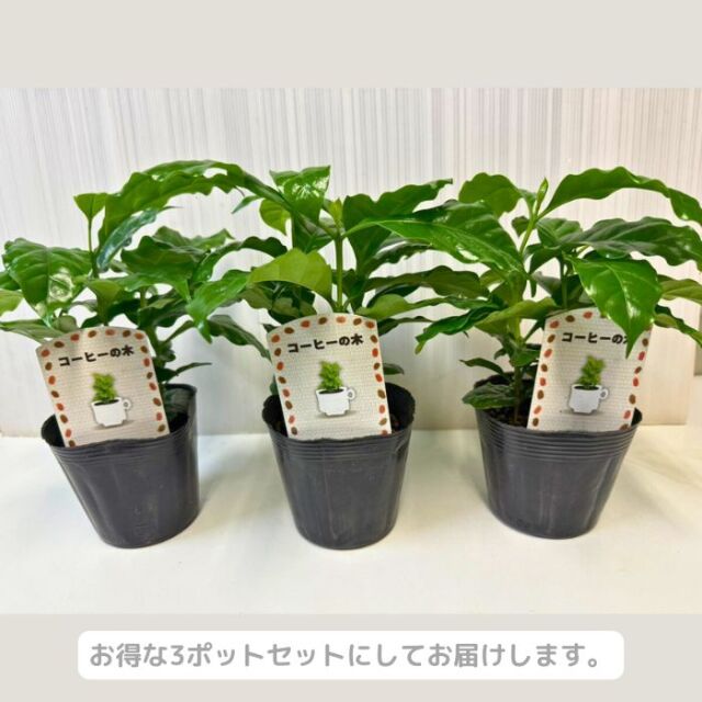 コーヒーの木 3.5号ポット 3本立ち お得な3ポット