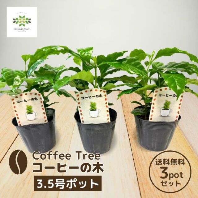 コーヒーの木3.5号ポット3ポットセット