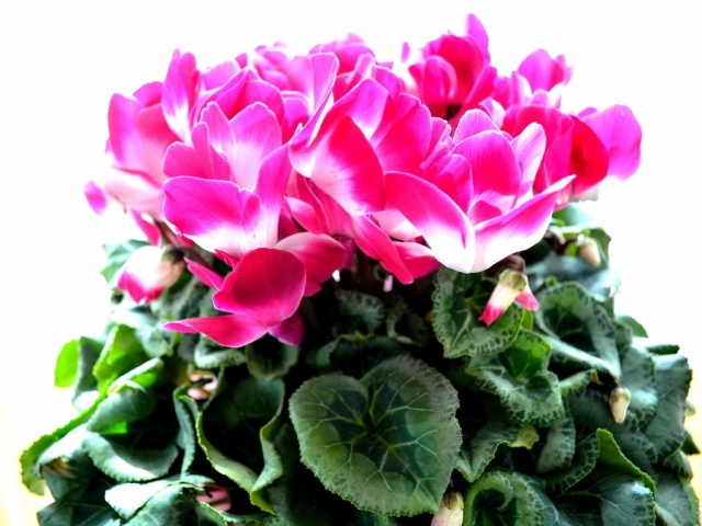 送料無料 ボリュームのシクラメン鉢植え プルマージュ(複色系)6号鉢 (12月初旬以降入荷次第発送)