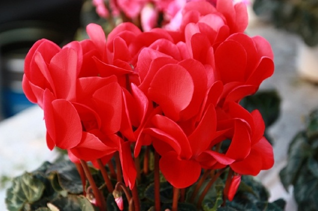 シクラメン鉢植え赤