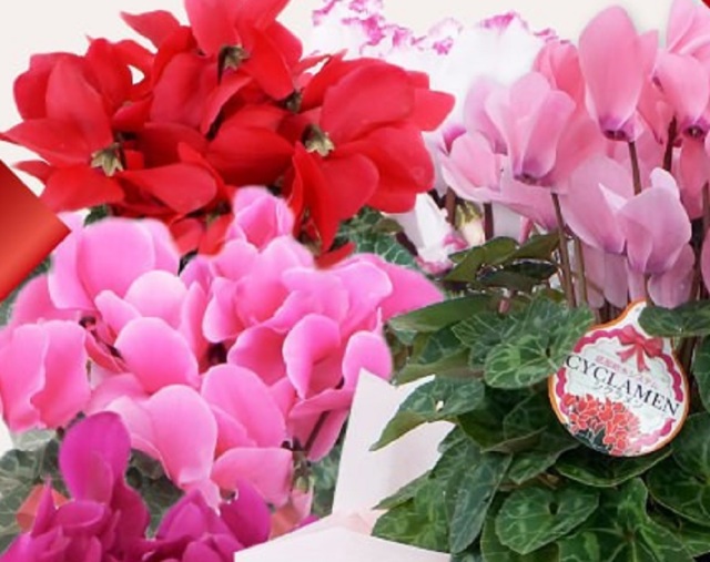 シクラメン5号鉢赤ピンクセット