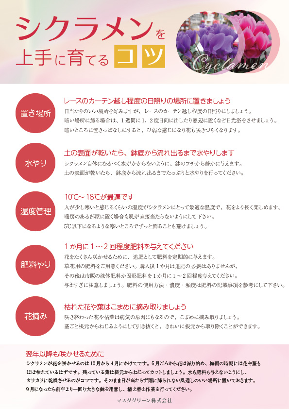 シクラメンを育てるコツ