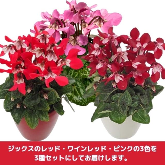 シクラメンジックス3号3種セット