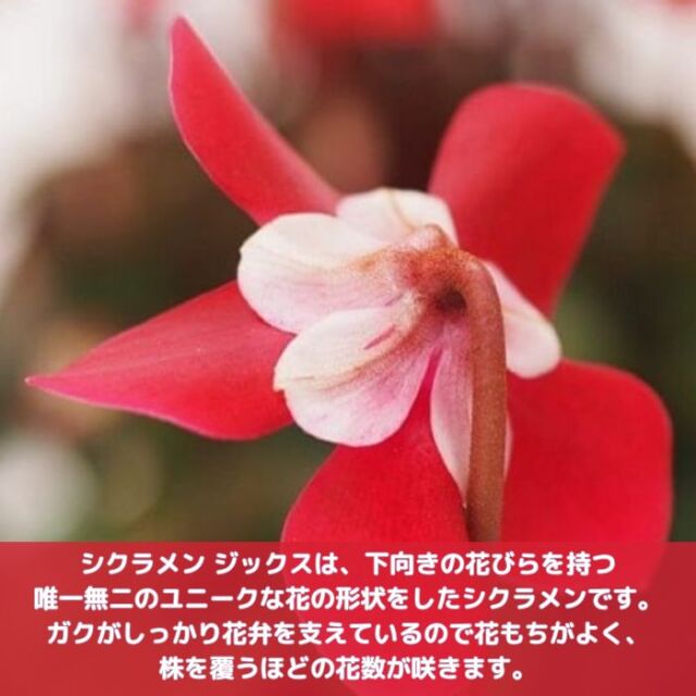 ミニシクラメン 苗 ジックス 3号ポット レッド ワインレッド 2種セット