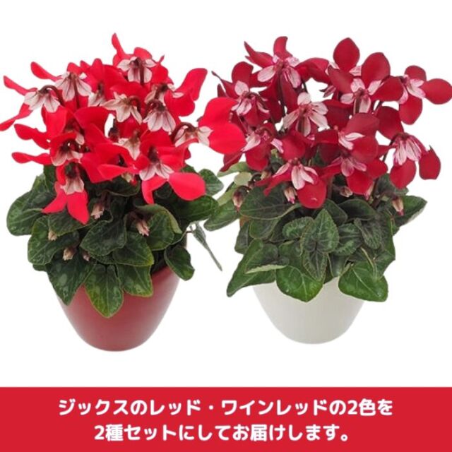 kautsky×sucrei ブラジル赤花ハイブリッド　珍品 kautsky×sucrei ブラジル赤花ハイブリッド 珍品