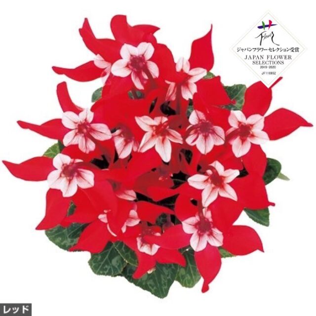 ミニシクラメン 苗 ジックス 3号ポット レッド ワインレッド 2種セット