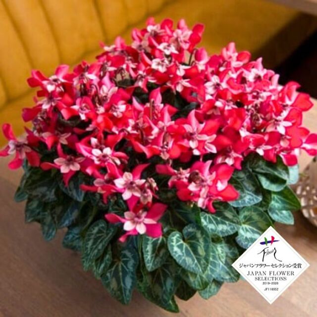 ミニシクラメン 苗 ジックス 3号ポット レッド ワインレッド 2種セット