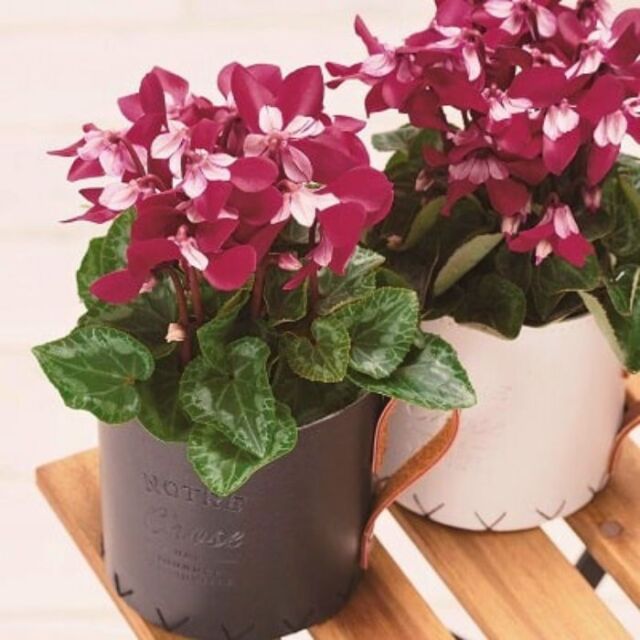 ミニシクラメン 苗 ジックス 3号ポット レッド ワインレッド 2種セット