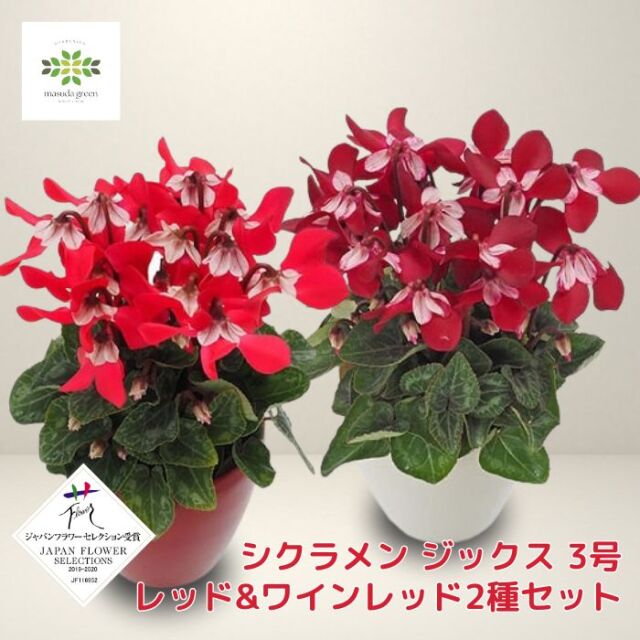 シクラメンジックス3号2種セット
