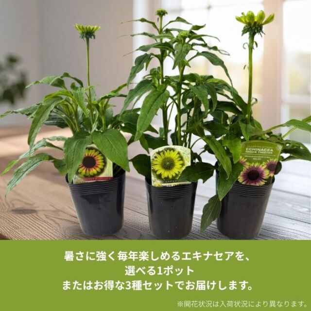 エキナセア3.5号ロングポット