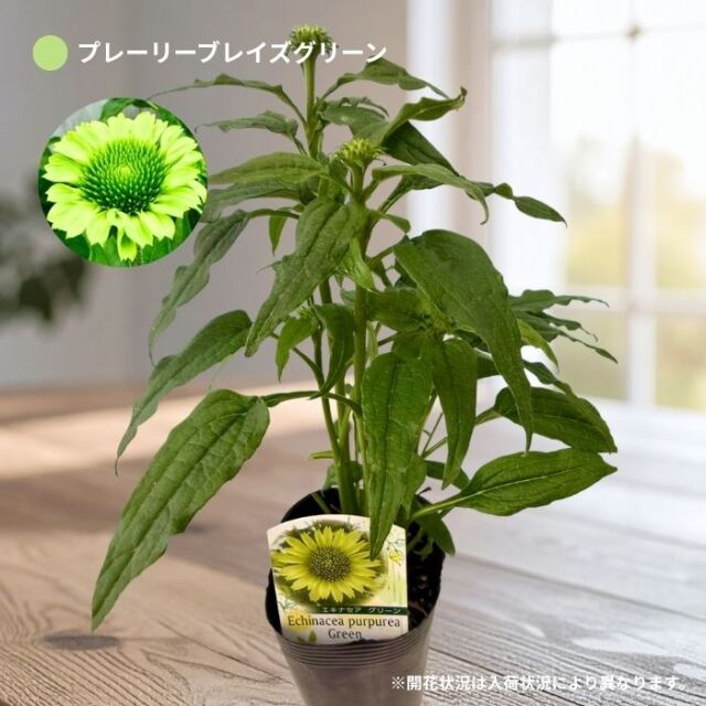 エキナセア3.5号ロングポット