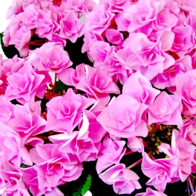 アジサイ フェアリーアイ