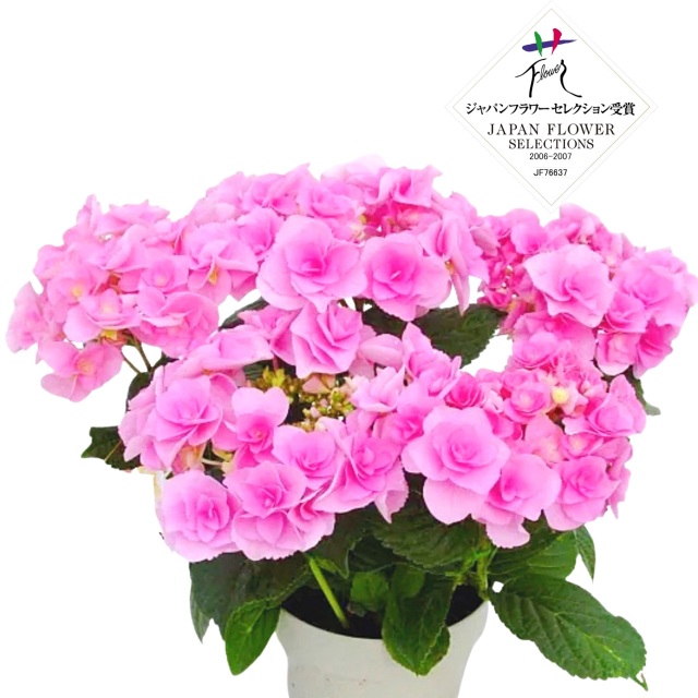 紫陽花 鉢植え フェアリーアイ