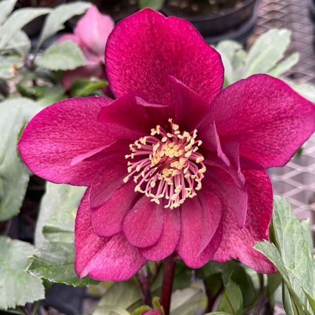 クリスマスローズ　ニゲル交配種　フーリールビー　F 花1 つぼみ2 八重咲ニゲル最新品種【雪の妖精HGCフーリールビー】が開花しました