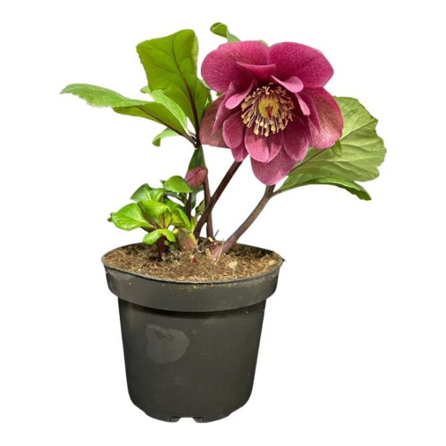 クリスマスローズ　ニゲル交配種　フーリールビー　F 花1 つぼみ2 クリスマスローズ 雪の妖精 新品種 フーリールビー 4.5号