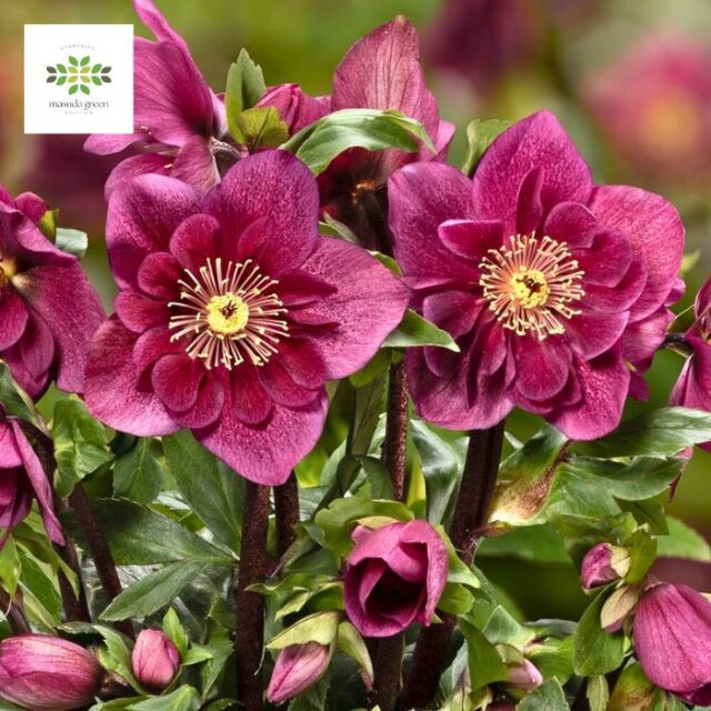 クリスマスローズ雪の妖精フーリールビー