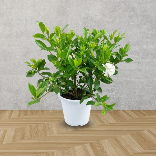 クチナシ八重咲き鉢植え5号