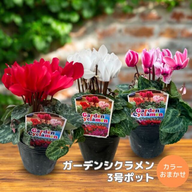 ガーデンシクラメン苗