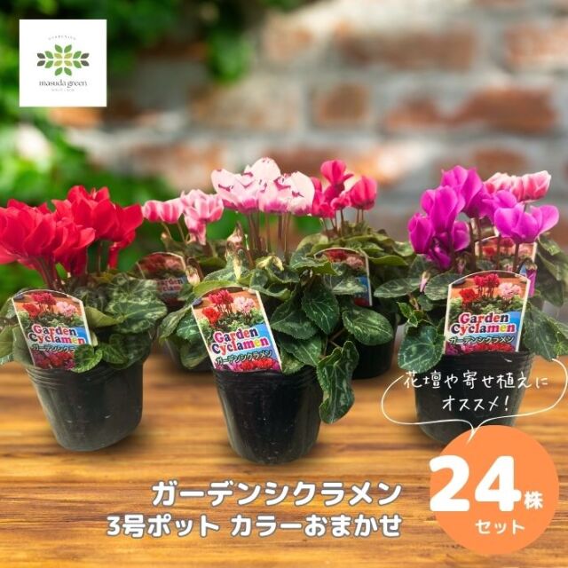 ガーデンシクラメン苗24株セット