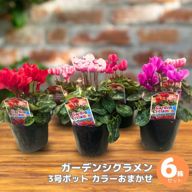 ガーデンシクラメン苗6株セット