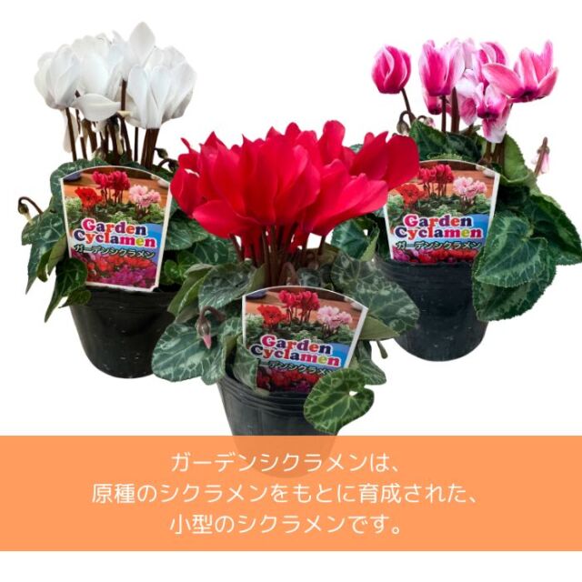 ガーデンシクラメン苗