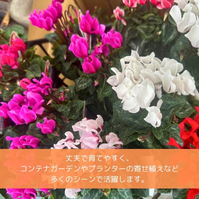 ガーデンシクラメン苗