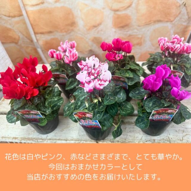 ガーデンシクラメン苗