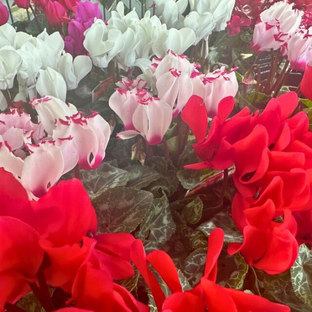 ガーデンシクラメン苗